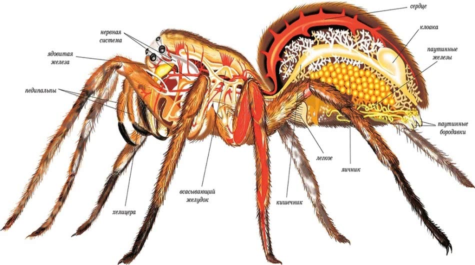 Хелицеры и педипальпы это. Строение паука головогрудь брюшко. Строение головогруди паука. Отделы тела паука крестовика. Паукообразные пауки внутреннее строение.